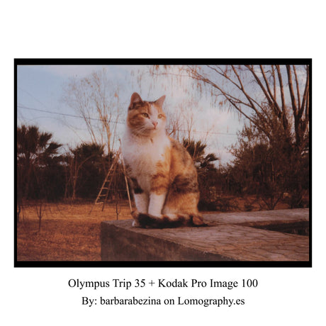 Olympus Trip 35
