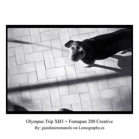 Olympus Trip XB3 - Appareil Photo 35mm